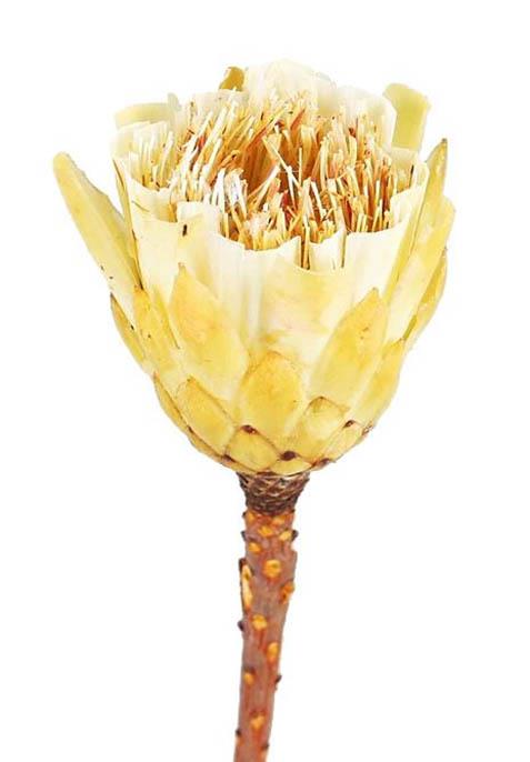 Protea cream cut brush