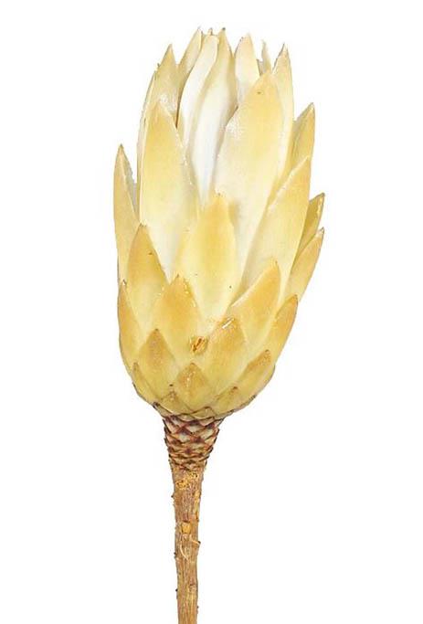 Protea compacta cream extra 1. Qualität