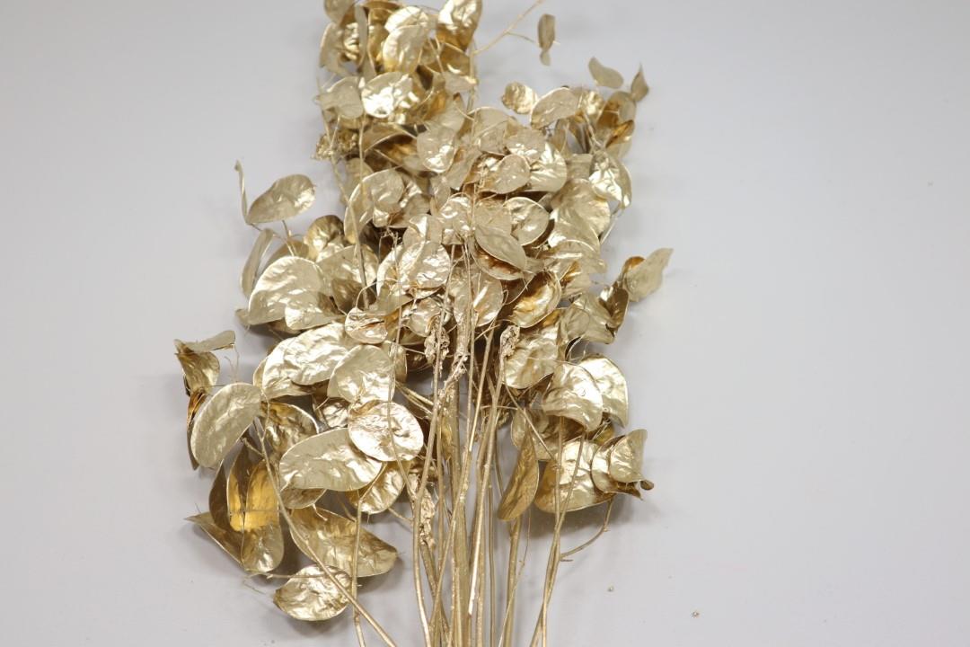 Lunaria Zweige gold 100gr.