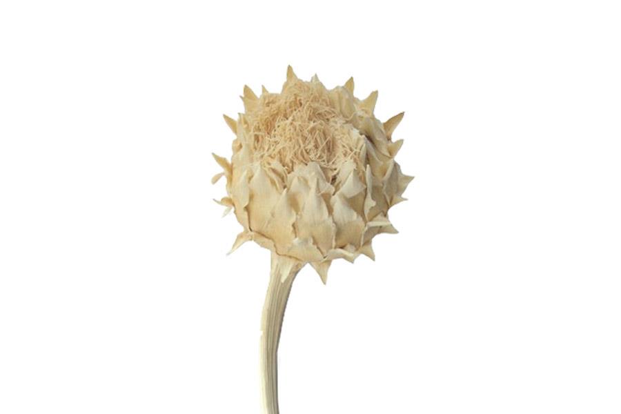 Cardoni Cynara gebleicht