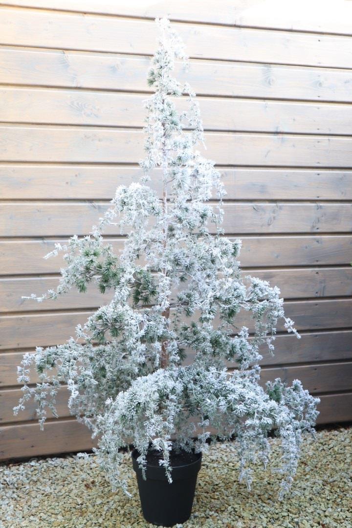 Zederbaum im Topf mit Schnee, Kunststoff, grün/weiß H150cm