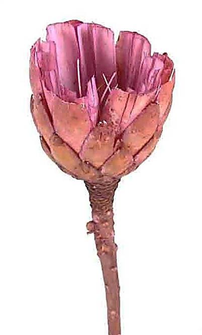 Protea pink Cut brush