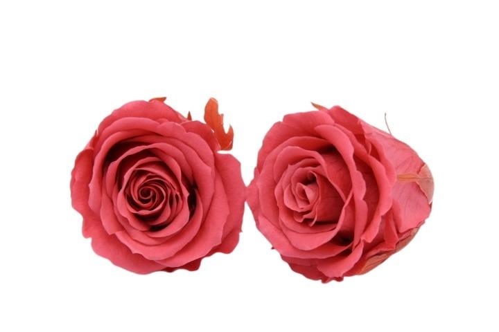 Rose stabilisiert Dark Pink NETTO