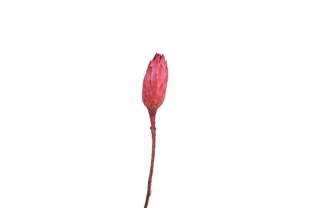 Protea compacta Bud pink