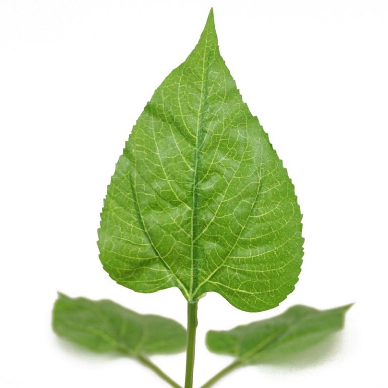 Herzblatt 15 cm grün