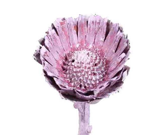 Protea geschnitten klein brombeer frosted