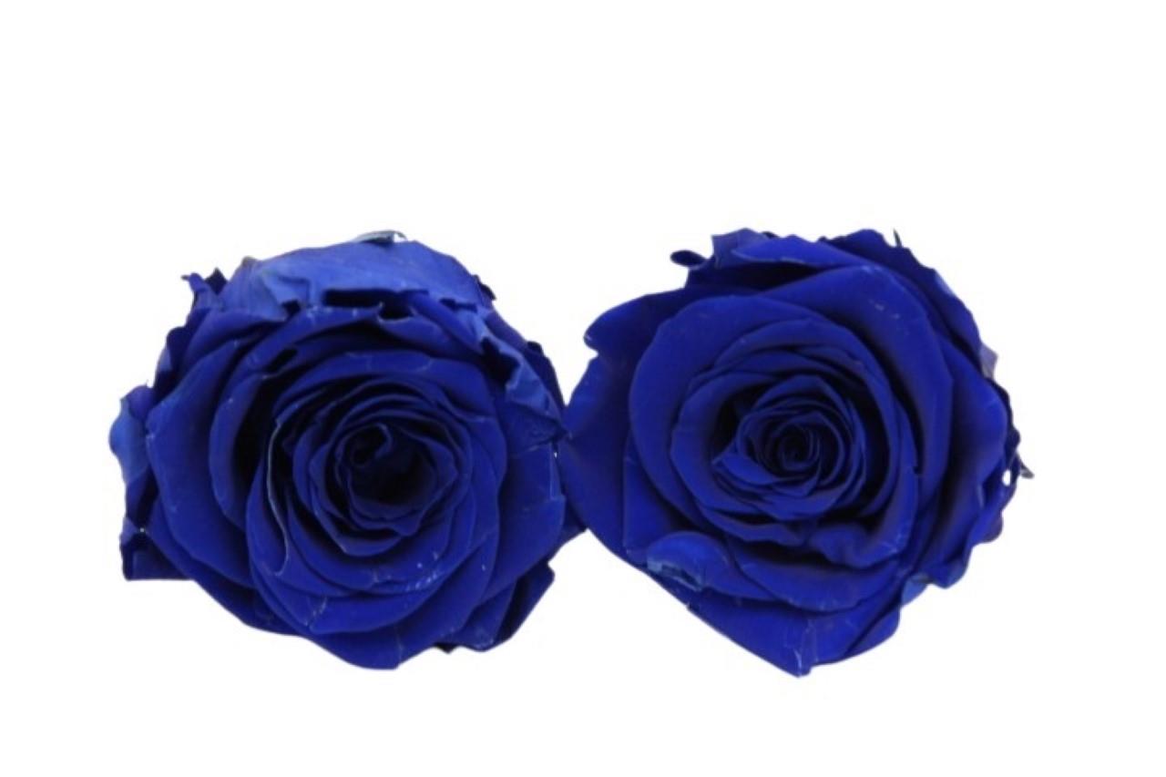 Rose stabilisiert Dark Blue NETTO