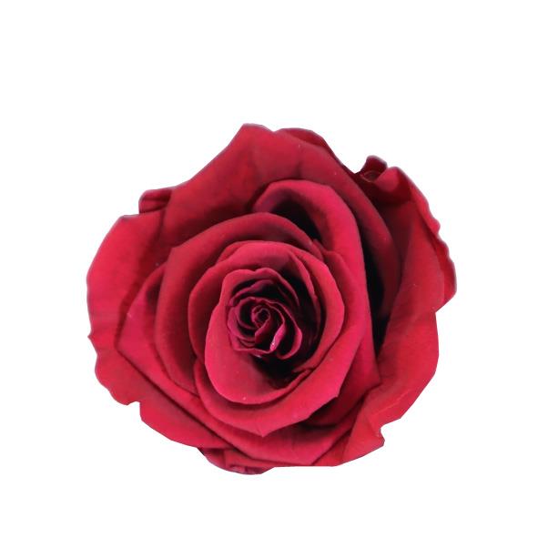 Rose "Extra" stabilisiert magenta weinrot NETTO