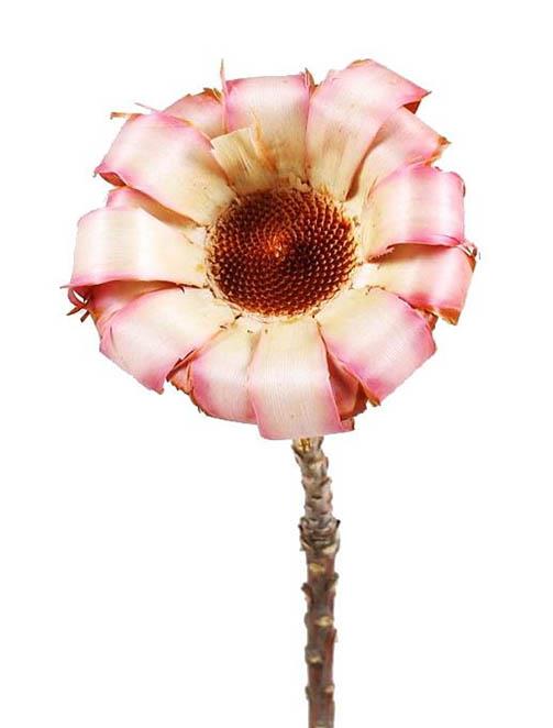 Protea gelockt pink