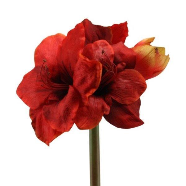 Amaryllis x 4 Blüten rot 65cm