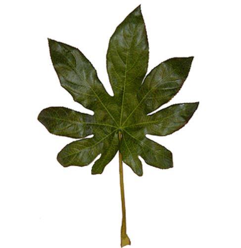 Fatsiablatt grün ca. 30 cm