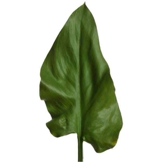 Calla Blatt 76 cm grün