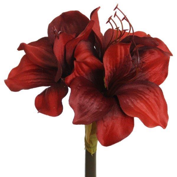 Amaryllis rot H50cm