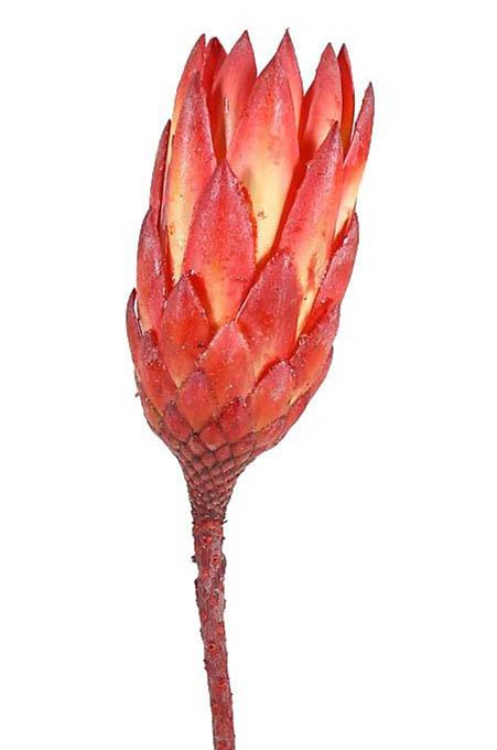 Protea compacta rot extra 1. Qualität Original