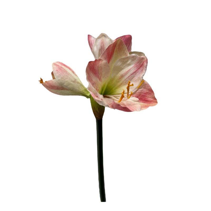 Amaryllis 2 Blüten 1 Knospe rosa H66cm