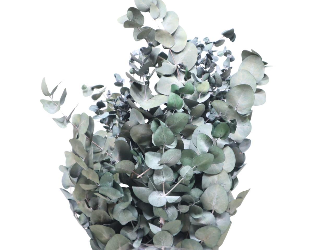 Eucalyptus Blätter Cinrea grün 250gr.