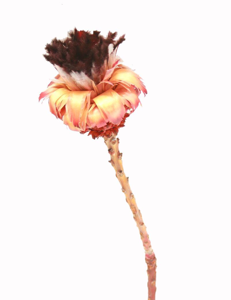 Protea Nerifolia pink