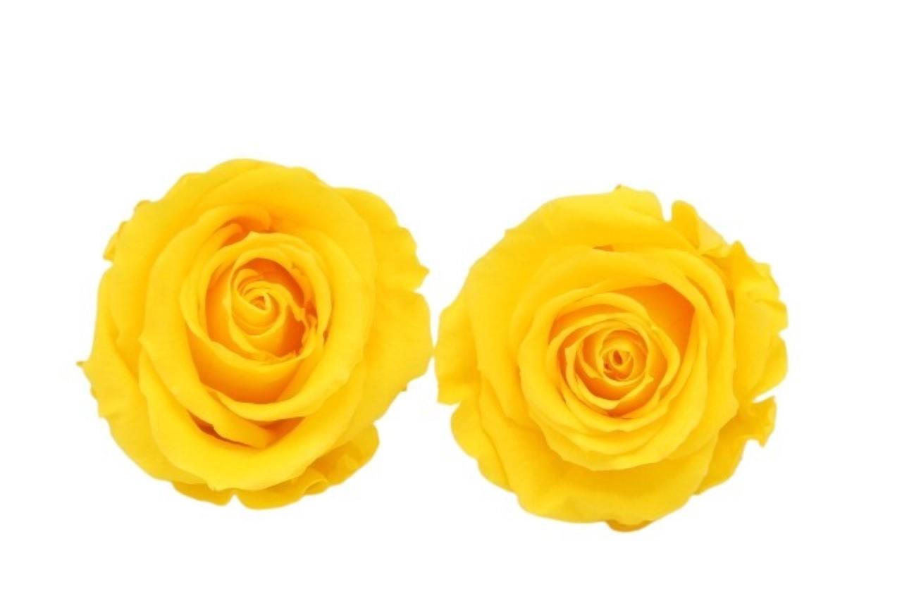 Rose stabilisiert Warm Yellow NETTO