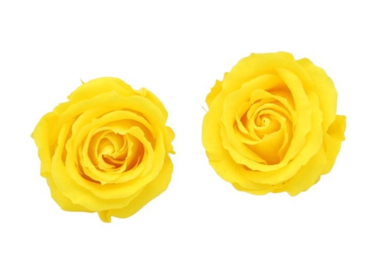 Rose stabilisiert Bright Yellow NETTO