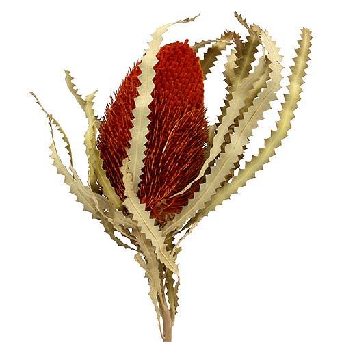 Banksia Hookerana orange