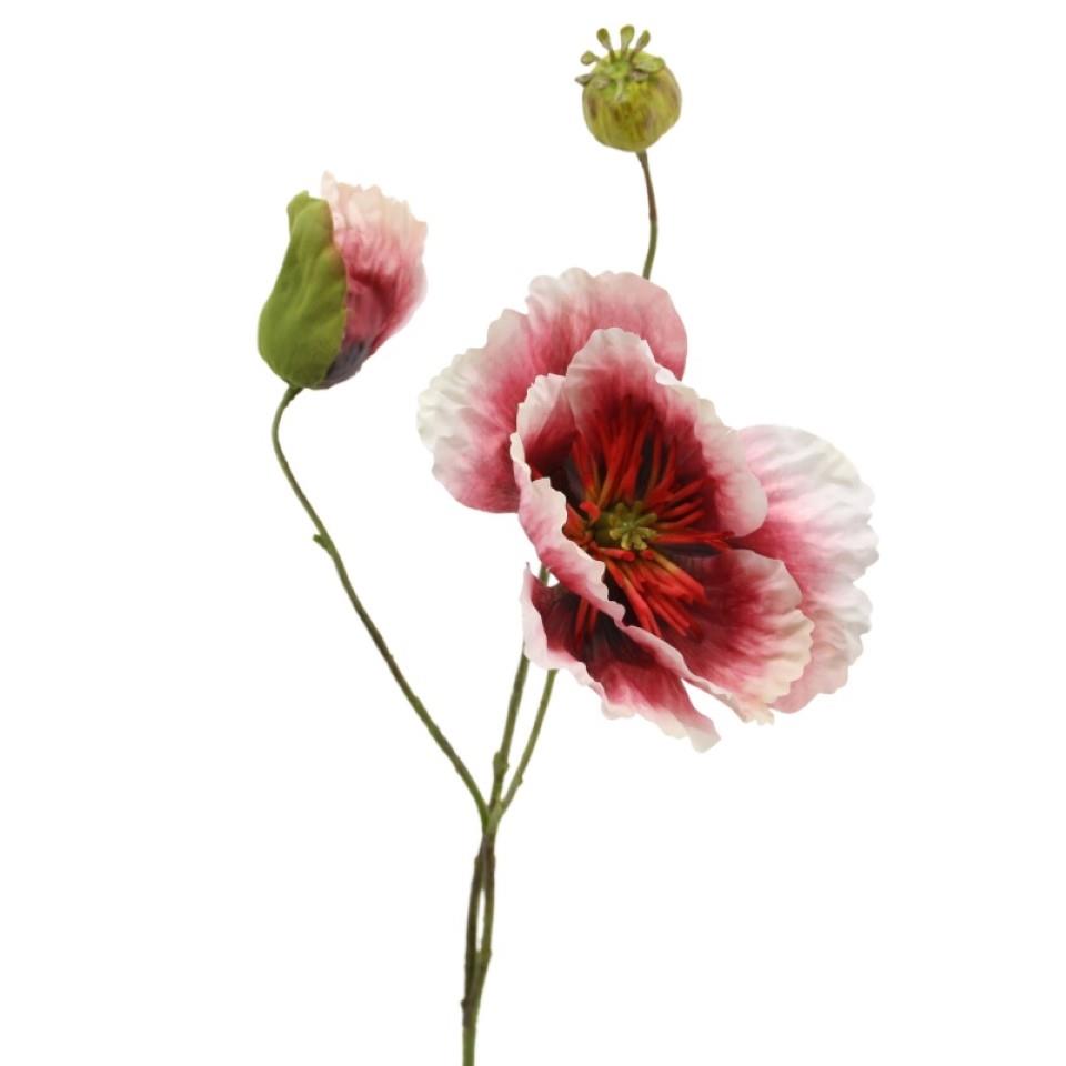 Mohn x 3 beauty H58cm