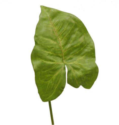 Syngonium Blatt 25cm grün