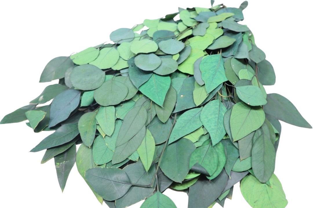 Eucalyptus rundes Blatt grün 250gr.