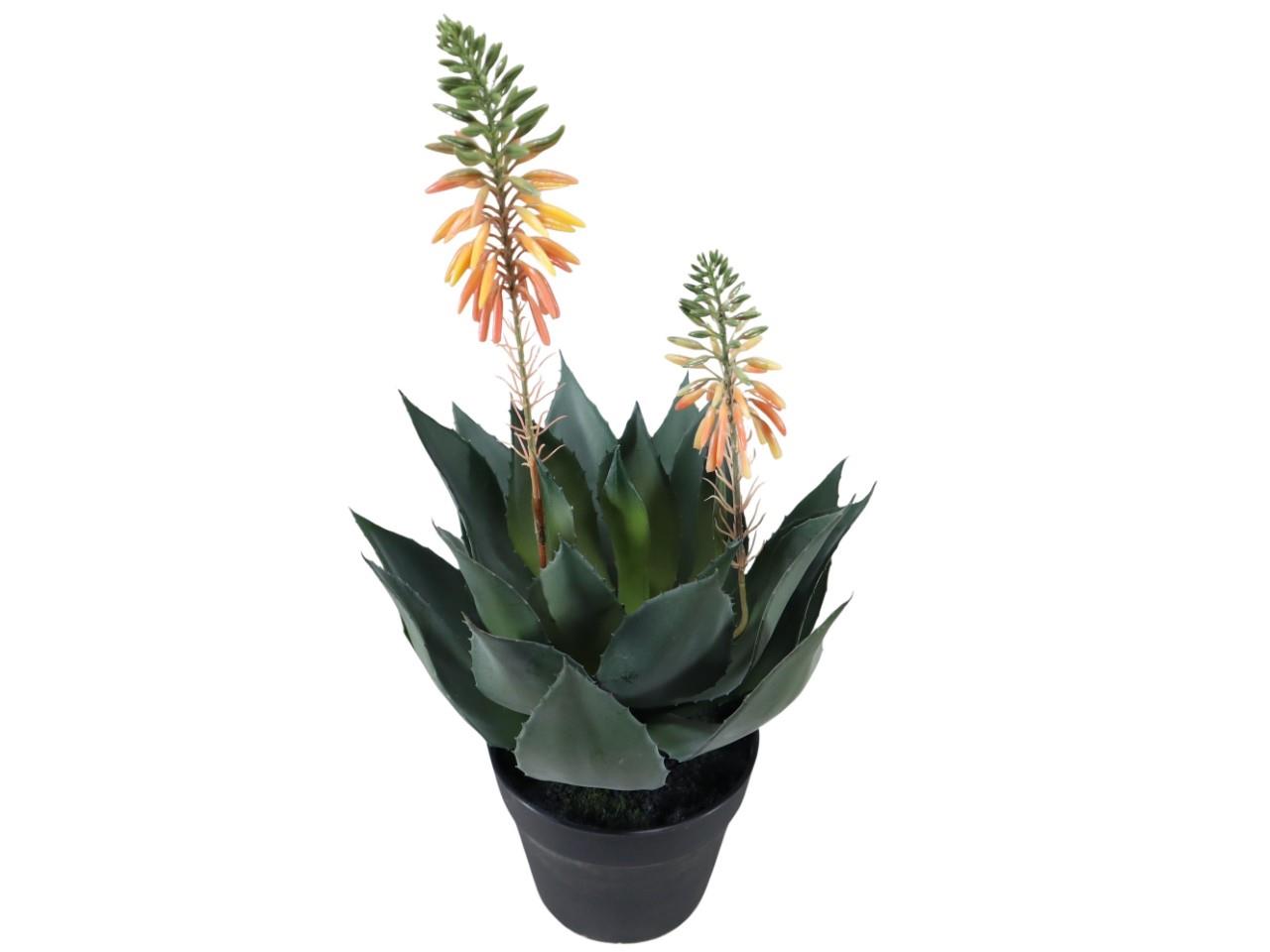 Agave im Topf H55cm grün-orange